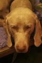 Discover Dogs111106_VGL5999.jpg